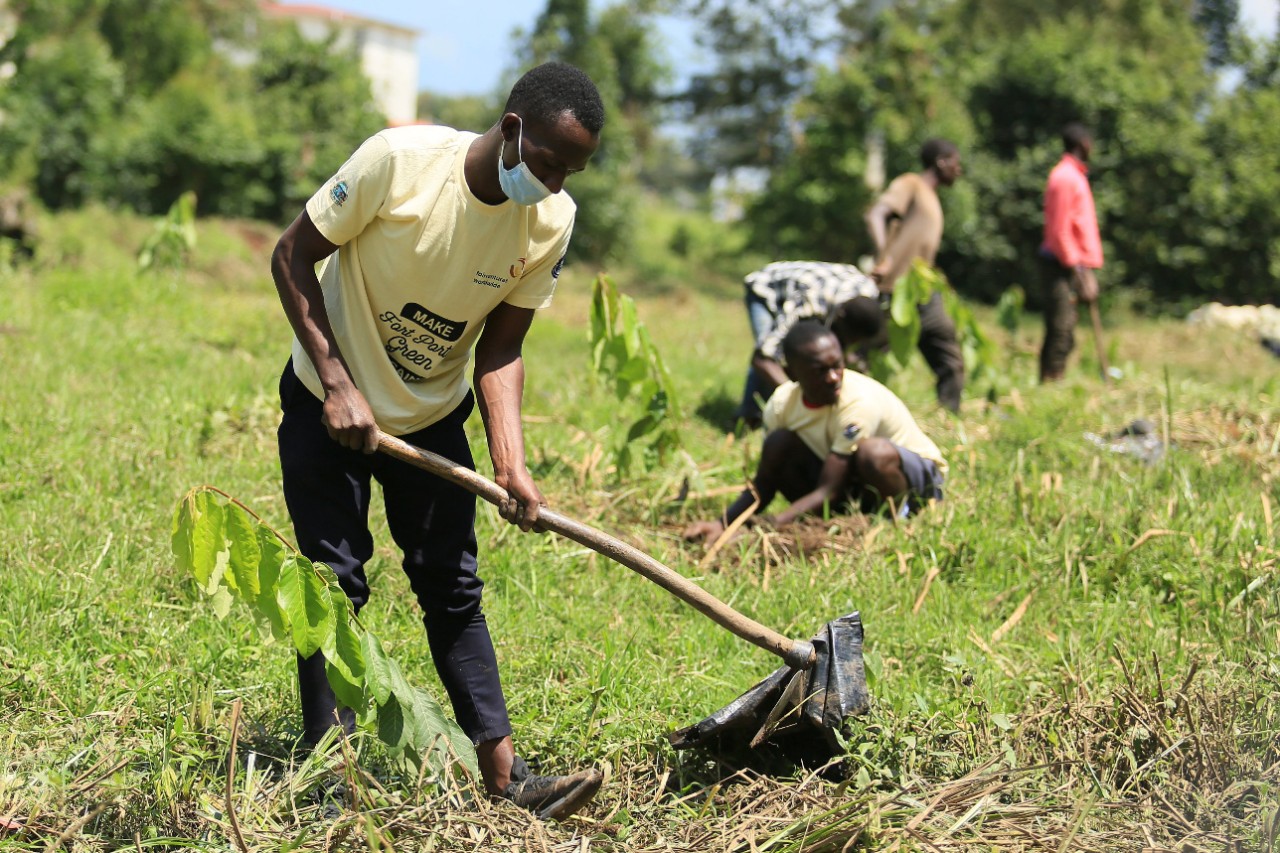 STIHLs klimaprosjekt i Uganda i plantefasen