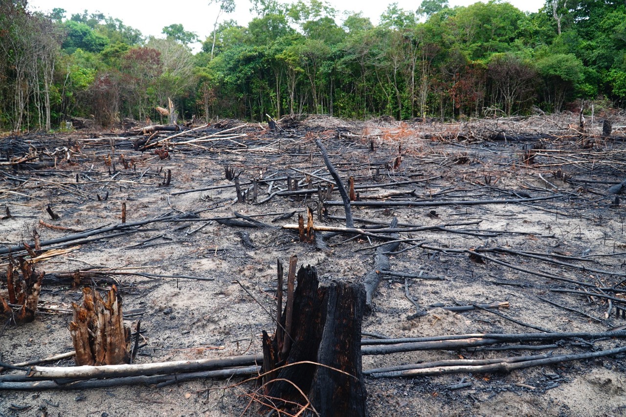 Hogst og ulovlig hogst ødelegger regnskogen